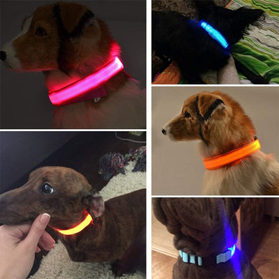 Collier de chien LED